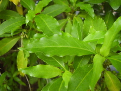 Coprosma acutifolia