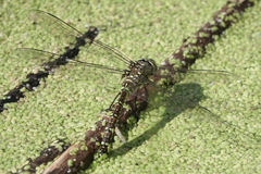Aeshna interrupta
