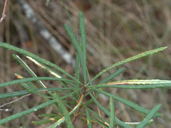 Banksia collina