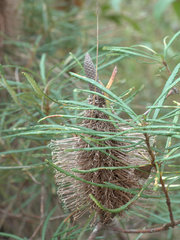 Banksia collina