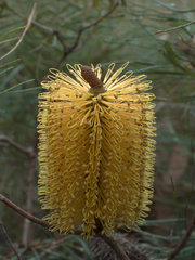 Banksia collina