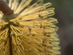 Banksia collina