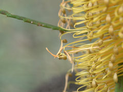 Banksia collina