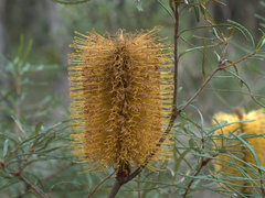 Banksia collina