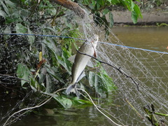Brycon melanopterus