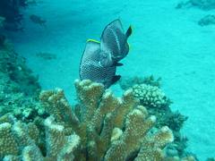 Wrought Iron Butterflyfish photo 3
