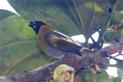 Caryothraustes poliogaster