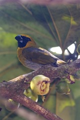 Caryothraustes poliogaster