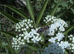 Apis mellifera caucasia