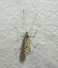 Ilisia maculata