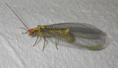 Nothochrysa fulviceps