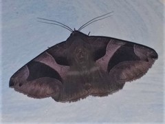 Bastilla arcuata