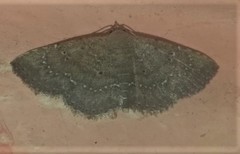 Cerynea punctilinealis