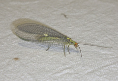 Nothochrysa fulviceps