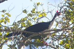 Oreophasis derbianus