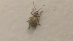 Calomycterus setarius