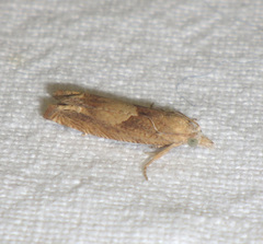 Eucosma conterminana