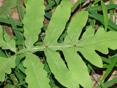 Leiobunum politum