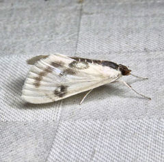 Cliniodes ostreonalis