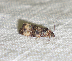 Endothenia marginana
