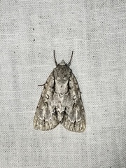 Acronicta laetifica