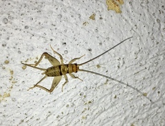 Gryllodes sigillatus