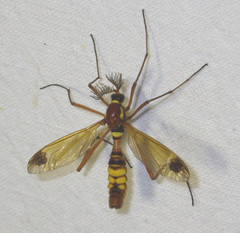 Ctenophora