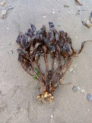 Lessonia trabeculata