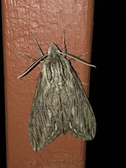 Sphinx canadensis