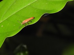 Lycostomus placidus