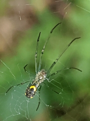 Leucauge venusta