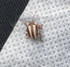 Calligrapha praecelsis