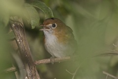 Vireo bairdi
