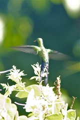 Cynanthus forficatus