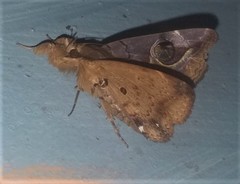 Ommatophora luminosa