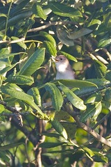 Troglodytes aedon beani