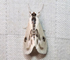 Cliniodes ostreonalis
