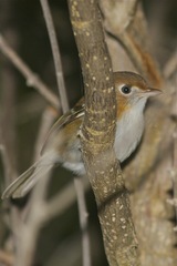 Vireo bairdi