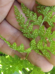Cystopteris reevesiana