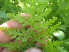 Cystopteris reevesiana