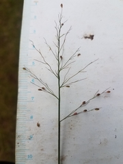 Dichanthelium commonsianum
