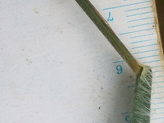 Dichanthelium commonsianum
