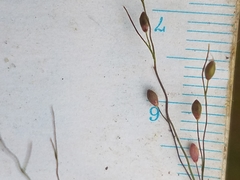 Dichanthelium commonsianum