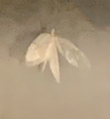 Protodeltote albidula