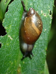Succineoidea