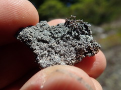 Trapeliopsis granulosa