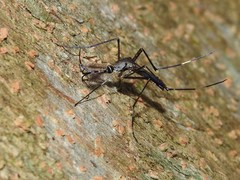 Toxorhynchites splendens