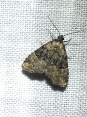 Dyspyralis illocata