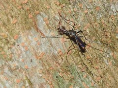 Toxorhynchites splendens