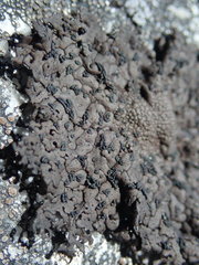 Umbilicaria torrefacta